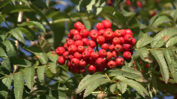 Reife Trauben von Vogelbeeren auf dem Grün — Stockvideo