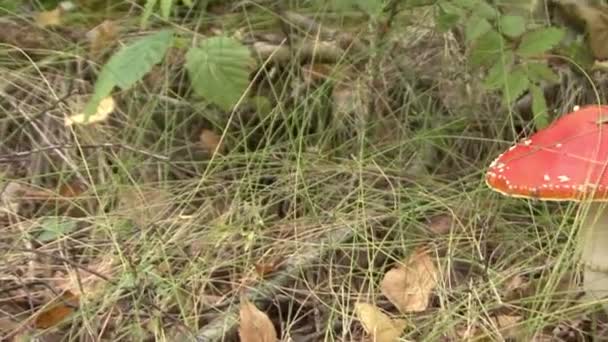 Mouche champignon agarique  