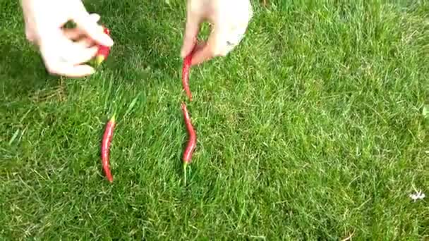 Ręka szerzyć słowa się i Red Hot chili peppers — Wideo stockowe