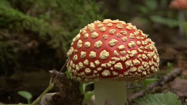 champignon amanite tue-mouches 