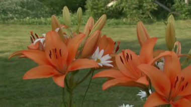 Turuncu lilyum ve beyaz papatya