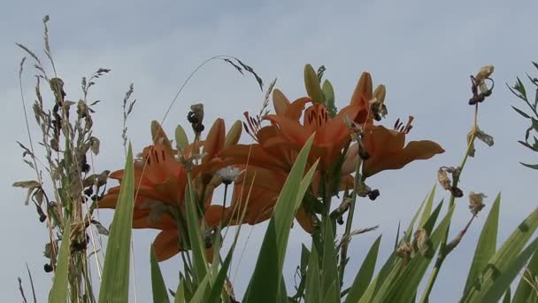 Narancssárga liliom és a fehér margaréták — Stock videók