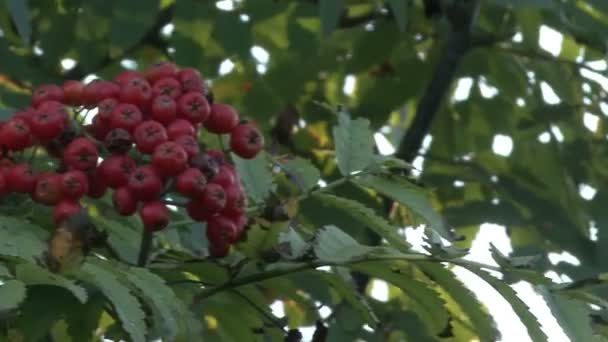 Reife Trauben von Vogelbeeren auf dem Grün — Stockvideo