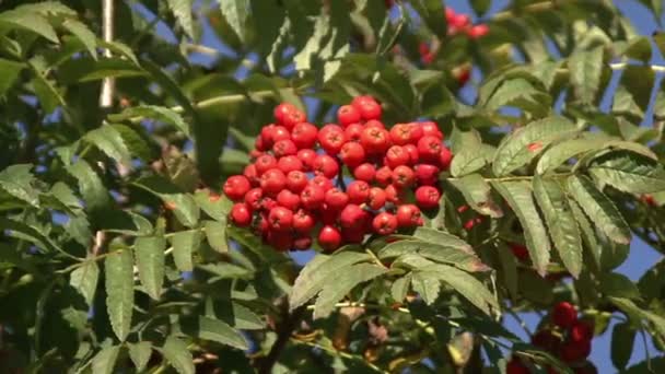 Reife Trauben von Vogelbeeren auf dem Grün — Stockvideo