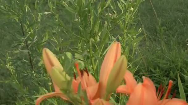 Orange liljor och vita prästkragar — Stockvideo
