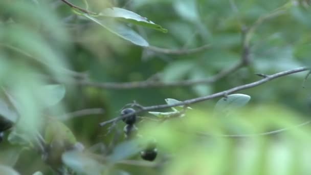 Aronia, myrtille, sur les branches vertes — Video