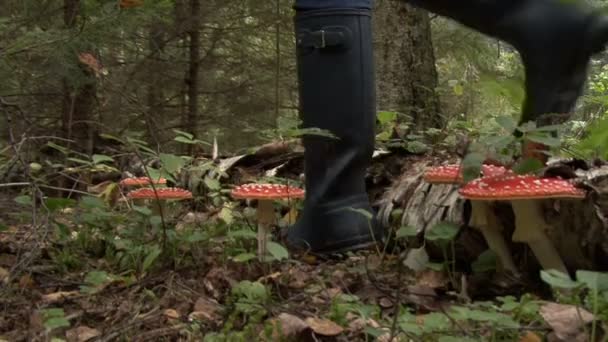 Mosca Cogumelo Agárico Na Floresta de Outono — Vídeo de Stock