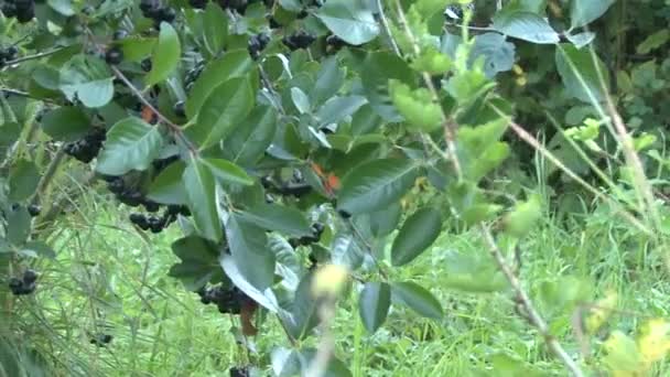 Арония, чечевица, на зеленых ветвях — стоковое видео