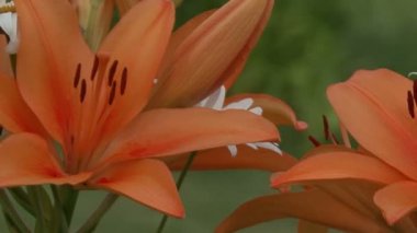 Turuncu lilyum ve beyaz papatya