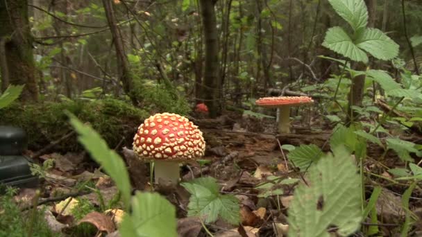 Fly agaric paddestoel — Stockvideo