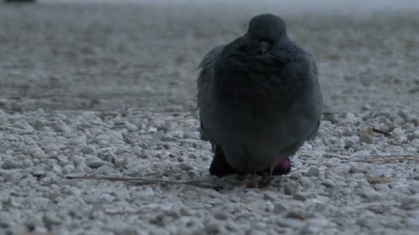 Nemocný holub sedí na kamenné silnici — Stock video