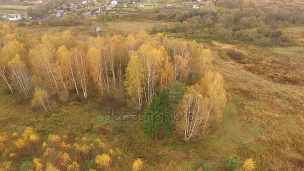 Hermosa Vista Aérea Los Bosques Campos Color Otoño — Vídeo de stock