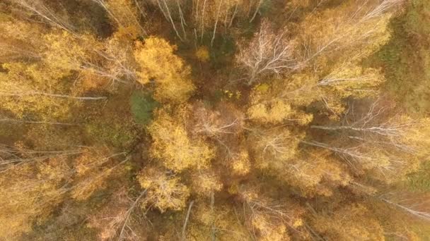 在秋季 白杨树的空中拍摄改变了颜色 旋转的无人机在秋季黄色桦树是环状 — 图库视频影像
