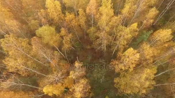 美丽的秋天彩色森林和田野鸟瞰 — 图库视频影像