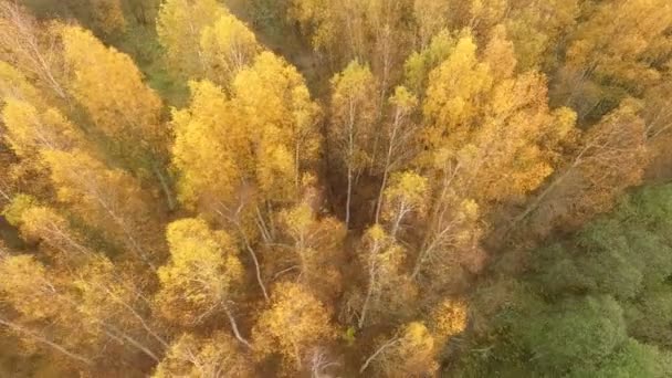 Zdjęcia Lotnicze Aspen Drzewa Zmiany Kolorów Jesieni — Wideo stockowe