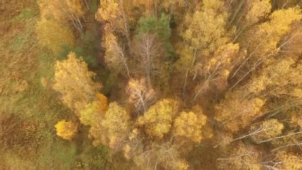 Zdjęcia Lotnicze Aspen Drzewa Zmiany Kolorów Jesieni — Wideo stockowe