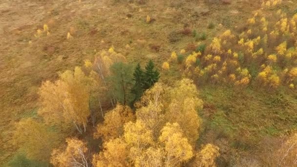 美丽的秋天彩色森林和田野鸟瞰 — 图库视频影像