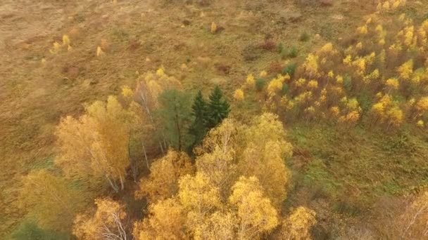Belle vue aérienne des forêts et des champs colorés d'automne 