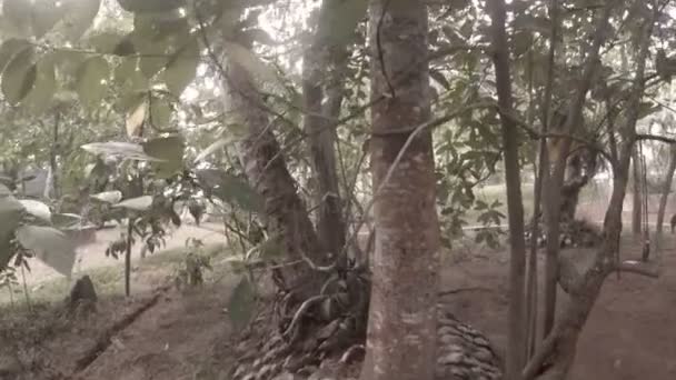 Sri Lankaanse Jungle Het Eiland Van Koggala Meer — Stockvideo