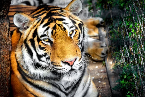 Kaplan. Fotoğraf Sudak şehirde, Rusya çekildi