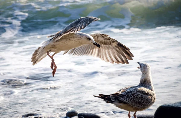 Dansçı. Rusya'da fotoğraf çekildi