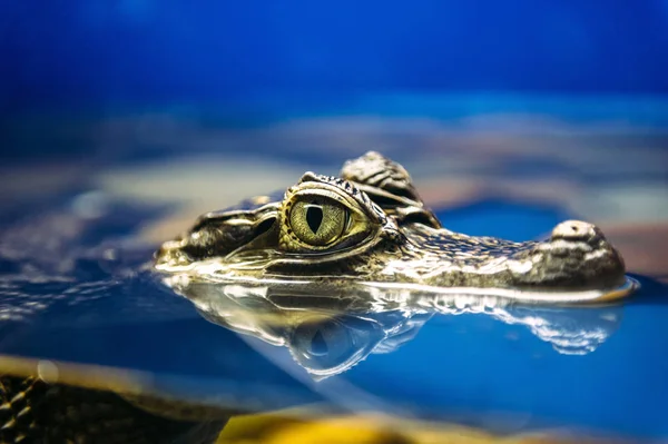 Ejder Gözü. Fotoğraf Rostov şehirde, Rusya çekildi