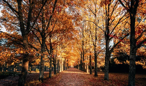 Sonbahar manzara. Stavropol şehirde, Rusya fotoğraf çekildi