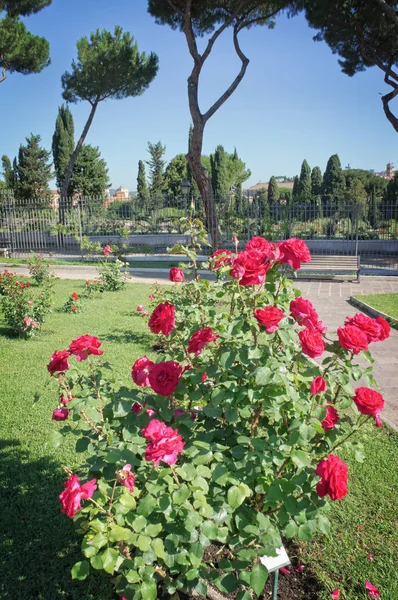 Jardim Municipal Rosas Roma Itália Fotos De Bancos De Imagens