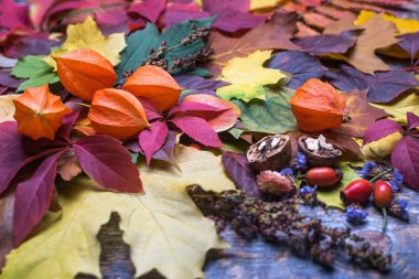 Kabak, elma, kartopu, physalis, briar, fındık ve sonbahar yaprakları eski bir ahşap arka plan.