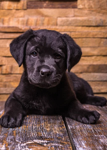Siyah Labrador retriever köpek, köpekler, ahşap arka plan