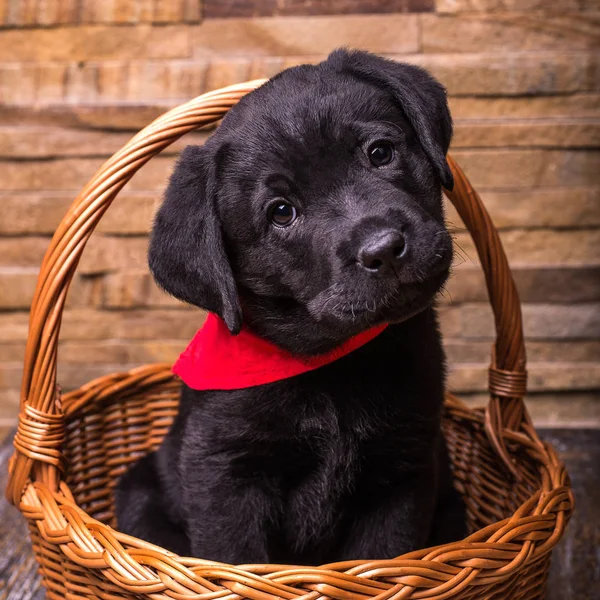 Siyah Labrador retriever köpek, köpekler, ahşap arka plan
