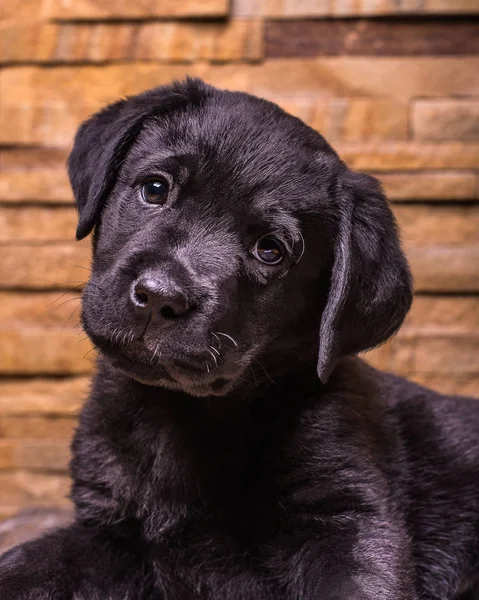 Siyah Labrador retriever köpek, köpekler, ahşap arka plan
