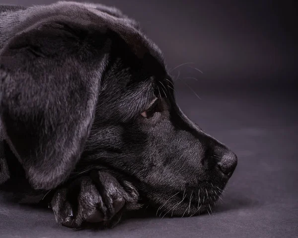 Siyah labrador retriever köpek, köpekler, 3 ay, siyah arka plan