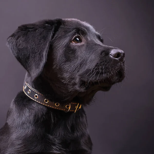 Labrador retriever köpek, köpekler, siyah arka plan