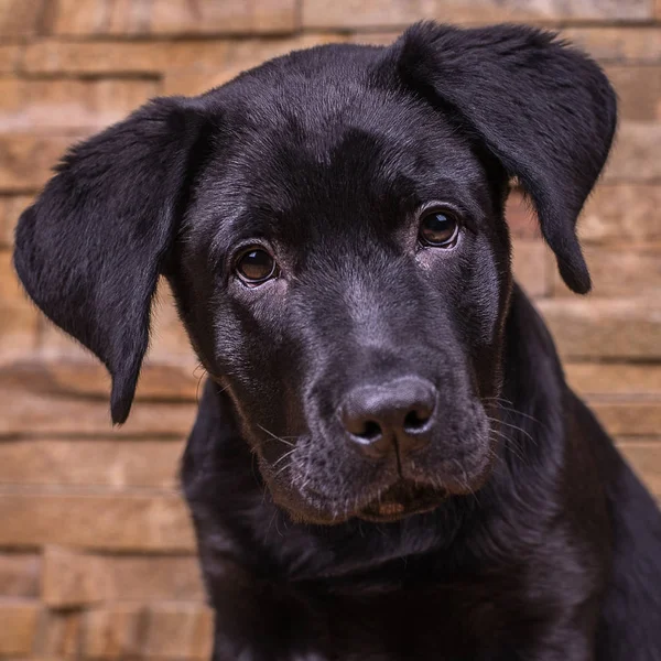 Лабрадор ретривер щенок, собаки, черный фон — стоковое фото