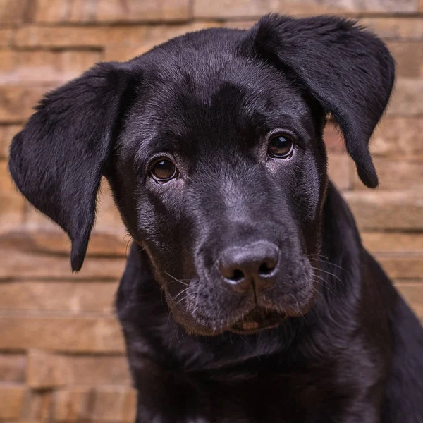 ラブラドール ・ リトリーバーの子犬, 犬, 黒の背景 — ストック写真