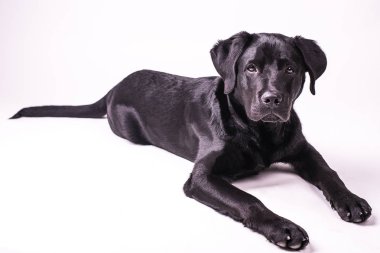 Labrador retriever köpek yavrusu, siyah köpek, beş ay beyaz arka plan üzerinde izole