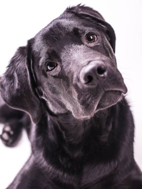 Labrador retriever köpek yavrusu, siyah köpek, beş ay beyaz arka plan üzerinde izole