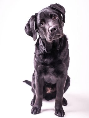 Labrador retriever köpek yavrusu, siyah köpek, beş ay beyaz arka plan üzerinde izole