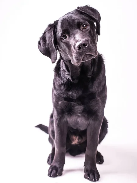Labrador retriever köpek yavrusu, siyah köpek, beş ay beyaz arka plan üzerinde izole