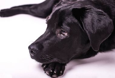 Labrador retriever köpek, köpekler, beyaz arka plan