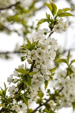 Kiraz çiçekleri gökyüzü arka plan üzerinde. seçici odak