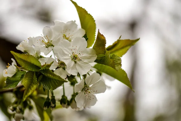 Flores de cerezo sobre un fondo de cielo. enfoque selectivo —  Fotos de Stock