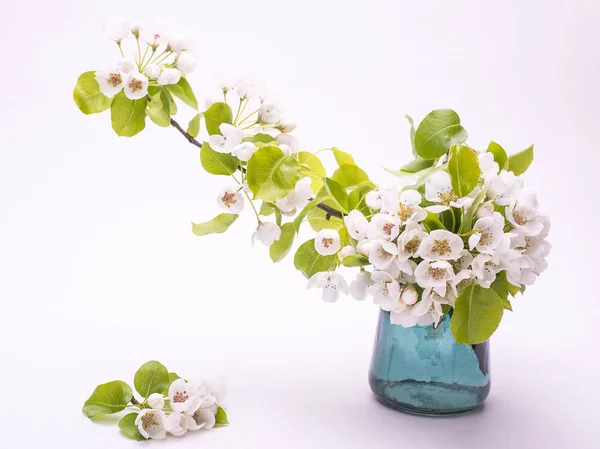 Kiraz Armut Çiçeği Vazo Içinde Beyaz Bir Arka Plan Izole — Stok fotoğraf