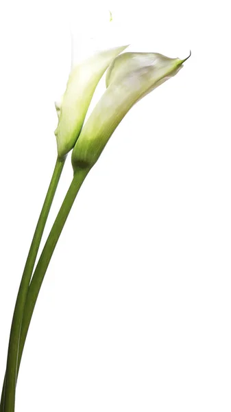 Lilás Flores Callas Buquê Branco Isolado Fundo Branco Foco Seletivo — Fotografia de Stock