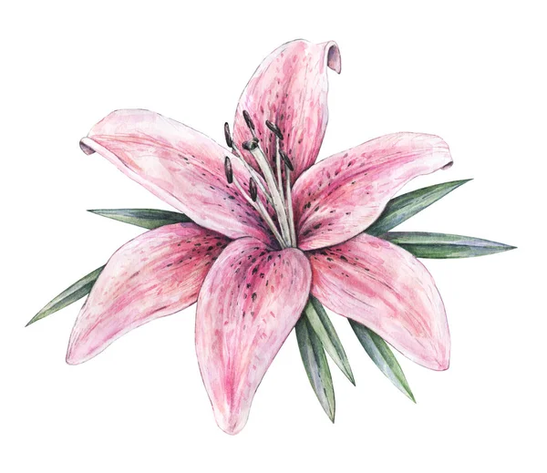 Roze lelie bloemen geïsoleerd op witte achtergrond. Aquarel handwerk illustratie. Tekening van bloeiende lelie met groene bladeren — Stockfoto