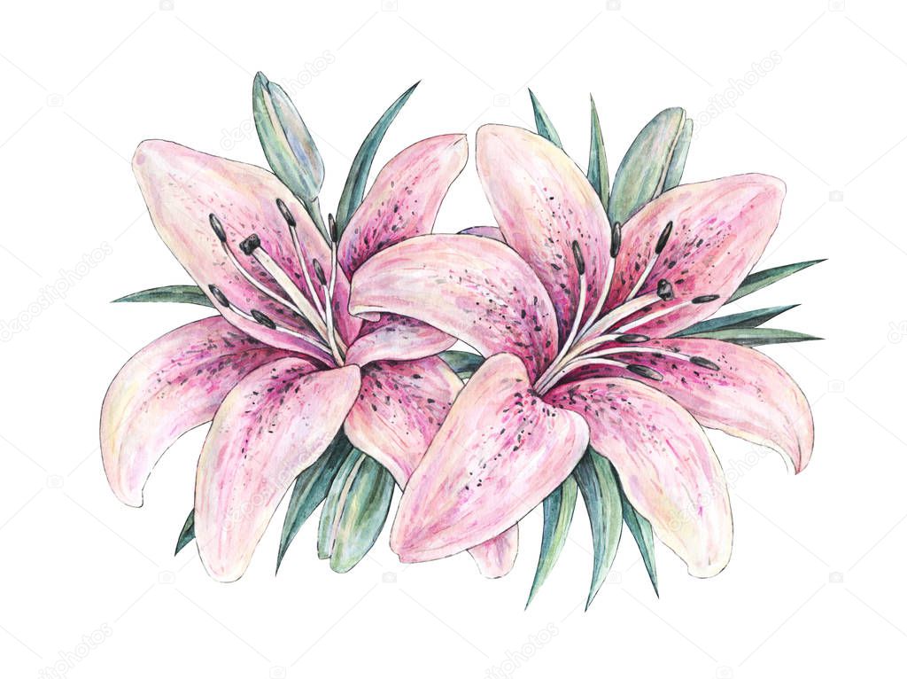 Pink lily flowers isolated on white background. Watercolor handwork illustration. Drawing of blooming lily with green leaves