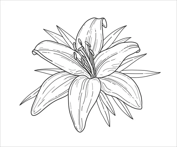 Монохром квітки лілії Векторні ілюстрації. Красива лілія тигра ізольована на білому тлі. Елемент дизайну вітальних листівок та запрошень — стоковий вектор