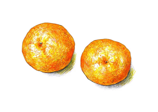 Tangerines fruits are isolated on a white background. Colour sketch felt-tip pens. Tropical fruit. Healthy food. Handwork. Fast schematic drawing — Stock Photo, Image