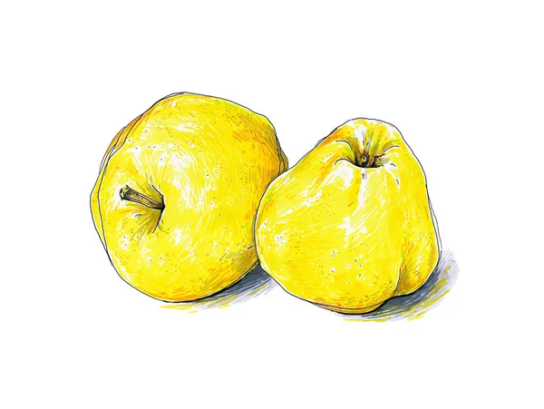 Yellow apples fruits are isolated on a white background. Color sketch felt-tip pens. Healthy food. Handwork. Fast schematic drawing — Stock Photo, Image